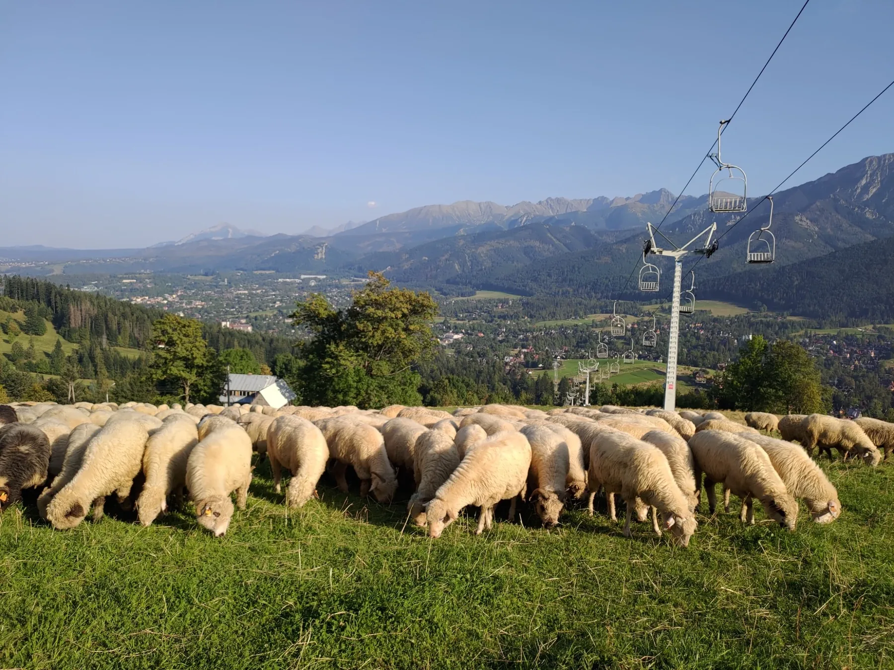 Sheep grazing above Zakopane with the Tatra Mountains in the background