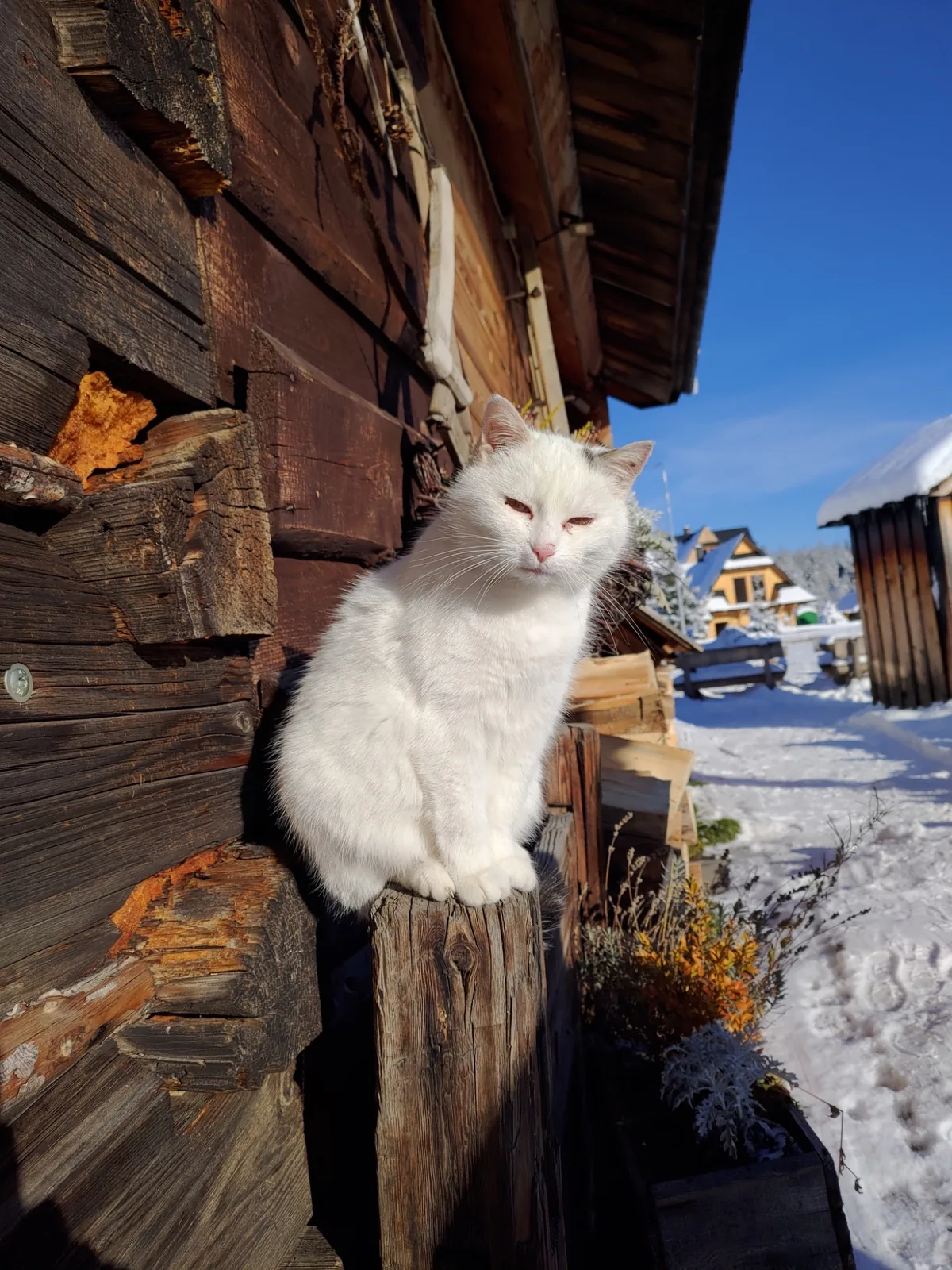 White cat beside a traditional wooden house in winter